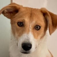 JIMMY-hübscher,verspielter J.-Rüde,39 cm, Hund zur Adoption