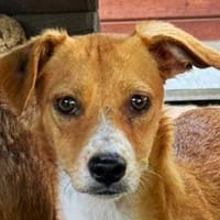MILA-zuckersüße Jung-Hündin,32 cm, Hündin zur Adoption