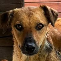 NOAH-hübscher Jung-Rüde, 37 cm, Hund zur Adoption