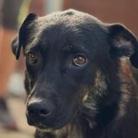 PIA-zutrauliche Hündin,52 cm, Hündin zur Adoption