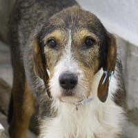 Viki - Starke Kämpferin sucht Zuhause, Hündin zur Adoption