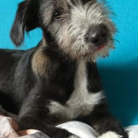 Rosita 4 monate, Hündin zur Adoption