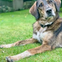 Liebevolle Sara sucht dich!, Hündin zur Adoption