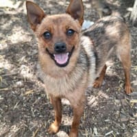Chihuahuamix-Hündin, 1 Jahr, Hündin zur Adoption