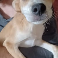 Carmine  kleines süßes Hundekind, Hündin zur Adoption