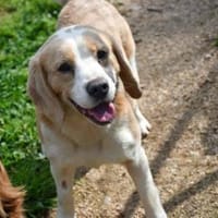 Geben Sie Senior Boston eine Chance?, Hund zur Adoption