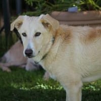Liebe Familie für Pierpi gesucht, Hund zur Adoption