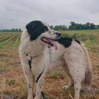 Nico - wer möchte mit mir arbeiten?, Hund zur Adoption