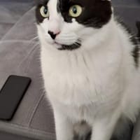 Sharif, charmanter Kater, ca. 4J 51429, Kater zur Adoption