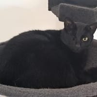Tess, liebe Katzendame, ca. 4 Jahre, Katze zur Adoption