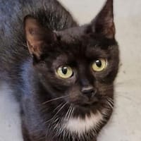 Lilly, Katze zur Adoption