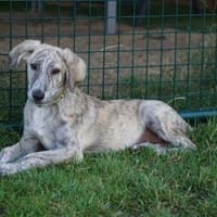 Darf Etu Sie begleiten?, Hund zur Adoption