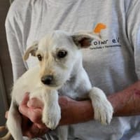 Antonino möchte Ihnen Freude bereiten, Hund zur Adoption