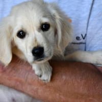 Wer gibt Pulco ein Zuhause?, Hund zur Adoption
