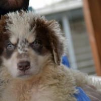 Dingo wünscht sich neues Zuhause, Hund zur Adoption