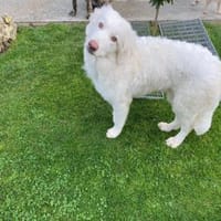 Übernehmen Sie Verantwortung für Darko?, Hund zur Adoption