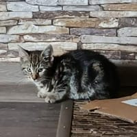 Lilli sucht neuen Wirkungskreis, Katze zur Adoption