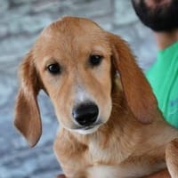 Pepi möchte Vertrauen fassen, Hund zur Adoption