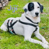 Jiji sanft, ruhig und liebevoll 7/23 DE, Hündin zur Adoption