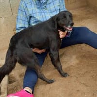 Mila hat etwas Glück verdient, Hündin zur Adoption