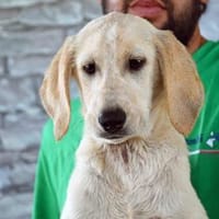 Pongo hofft auf seine Chance, Hund zur Adoption