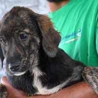 Geben Sie Polpetta eine Chance?, Hündin zur Adoption