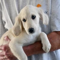 Adoptanten für Puccia gesucht, Hündin zur Adoption
