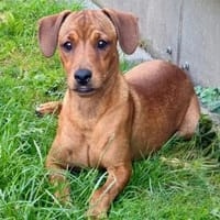 Zuhause für Graziano gesucht, Hund zur Adoption
