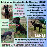 🐾🍀 Der süße Lukas sucht seine Menschen, Hund zur Adoption