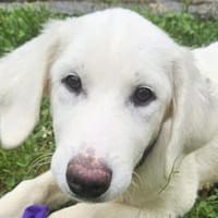 Familie für Naomi gesucht, Hündin zur Adoption