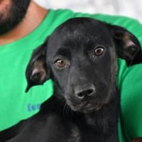 Geben Sie Grazietto Sicherheit?, Hund zur Adoption