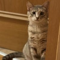 Fei, graue Schönheit, 1 Jahr, Katze zur Adoption