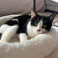 Handicap Kater Vinny, Kater zur Adoption