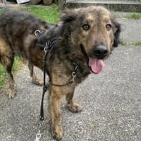 Zauberhafte Mona sucht Ihr Zuhause, Hündin zur Adoption