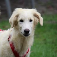 Nairobi sucht seine Familie, Hund zur Adoption