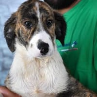Ermöglichen Sie Peppo ein gutes Leben?, Hund zur Adoption