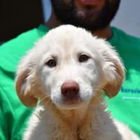 Naya möchte in gutes Leben starten, Hündin zur Adoption