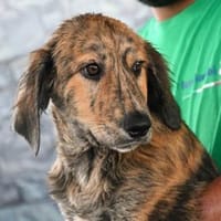 Patrick wünscht sich gutes Leben, Hund zur Adoption