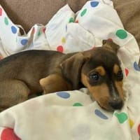 Traumzuhause für Pablito gesucht, Hund zur Adoption