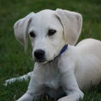 Pablo sucht seine Menschen, Hund zur Adoption