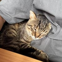 Rigoberto - Liebevoller Kämpfer, Kater zur Adoption