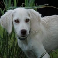 Piero sucht seine Menschen, Hund zur Adoption
