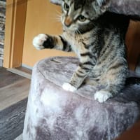Marie sucht für immer Zuhause, Katze zur Adoption