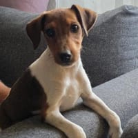 ❤🐾 JOHN SUCHT EIN ZUHAUSE 🏡🐶, Hund zur Adoption