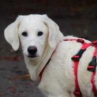 Neve freut sich auf Sie, Hund zur Adoption