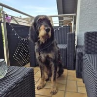 Blaster hat etwas Glück verdient, Hund zur Adoption