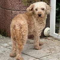 Pudel Dorka, in 77776 Bad Rippoldsau, Hündin zur Adoption
