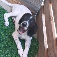 GABY 💚💚💚 ein Wonneproppen, Hündin zur Adoption
