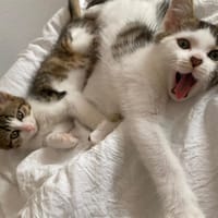 NAMI CHA, chatte à adopter