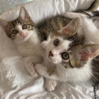 CHAPPER CHA, chat à adopter